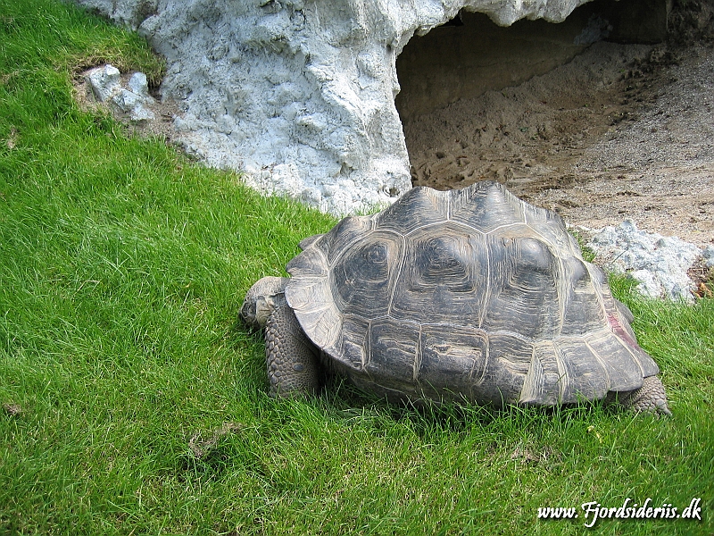 KBH zoo 190703 041.JPG